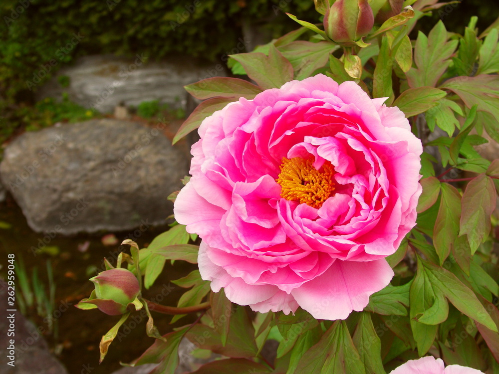 Fototapeta premium 水辺に咲く牡丹
