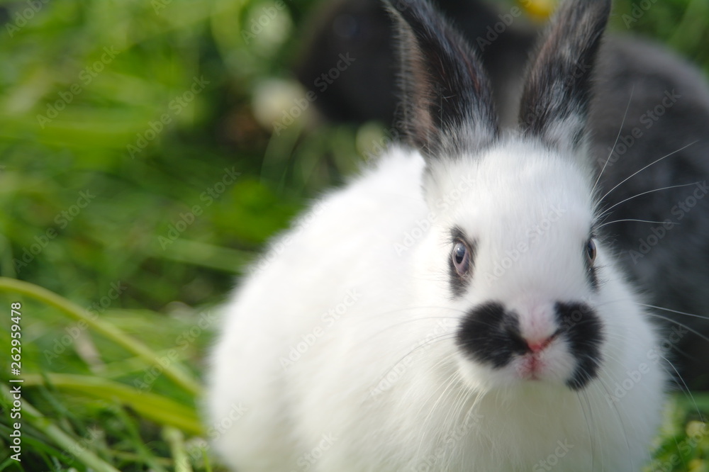 white and black rabbits on the grass. closeup