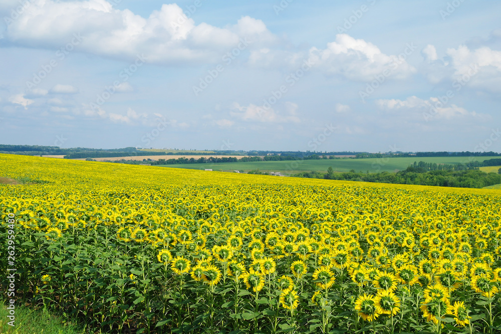 sunflower field and cloudy sky