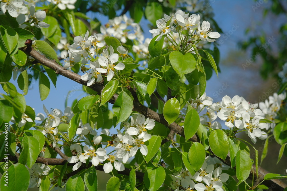 Flowering branch of a pear against the blue sky