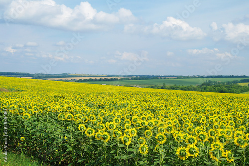 Obraz na płótnie sunflower field and cloudy sky w salonie