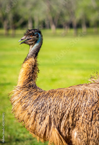 Emu in farm NSW Australia