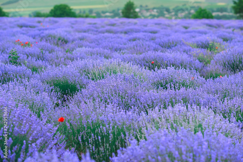 lavender flower field  beautiful summer landscape