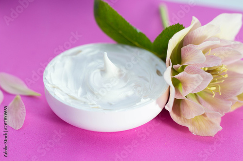  beautiful hellebore and  face cream  pink background.