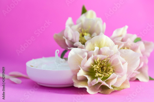  beautiful hellebore and face cream pink background.