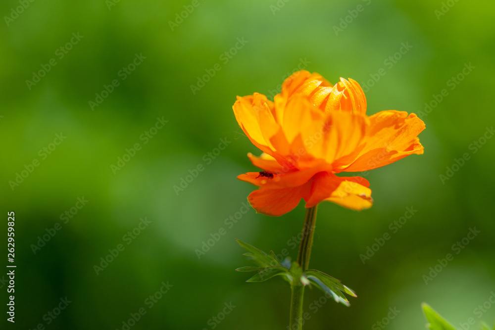 Bright orange globe-flower on a green background on a Sunny day. Tróllius. Siberia Bright orange globe-flower on a green background on a Sunny day. Tróllius. Siberia