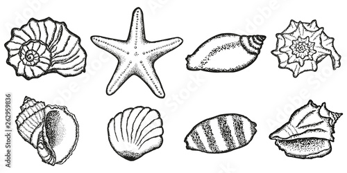 Set of seashells. Black and white drawing, sketch. Dot design.