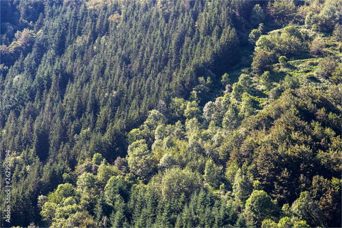 Paysages de forêt en montagne dans le Massif Central en France