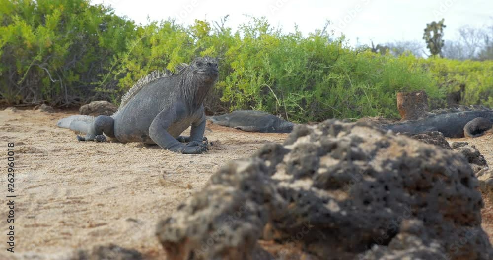 Marine Iguana Galapagos on Rocks Close shot Marine Iguana Galapagos on Rocks near Water basking in the Sun Marine Iguana Galapagos on Rocks Close shot Marine Iguana Galapagos on Rocks near Water basking in the Sun