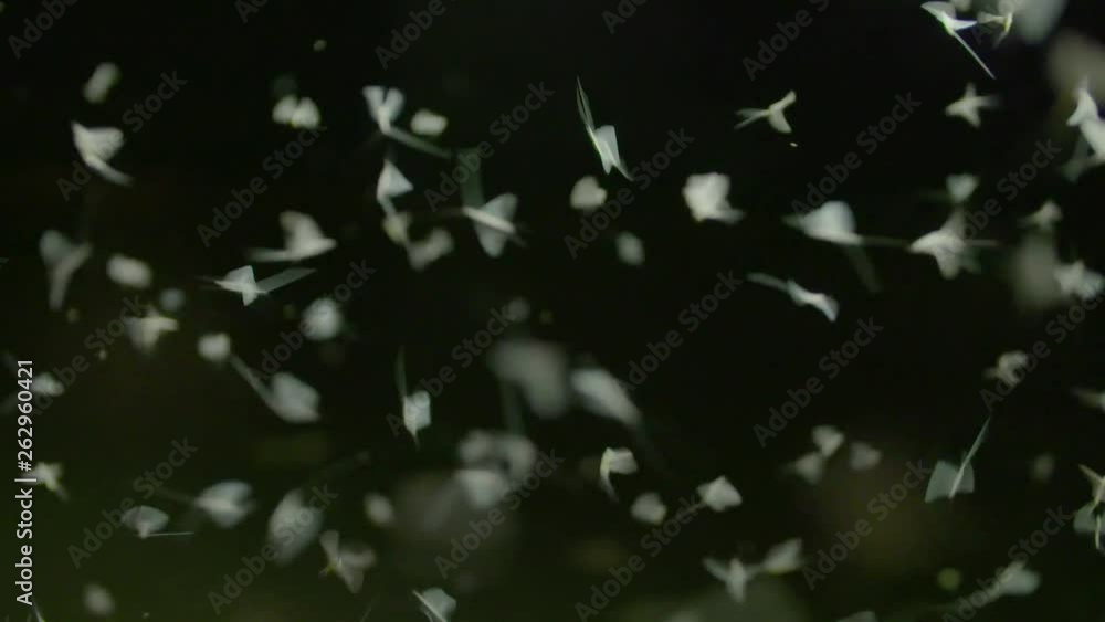 Mayflies flying in slow motion Mayflies flying in slow motion