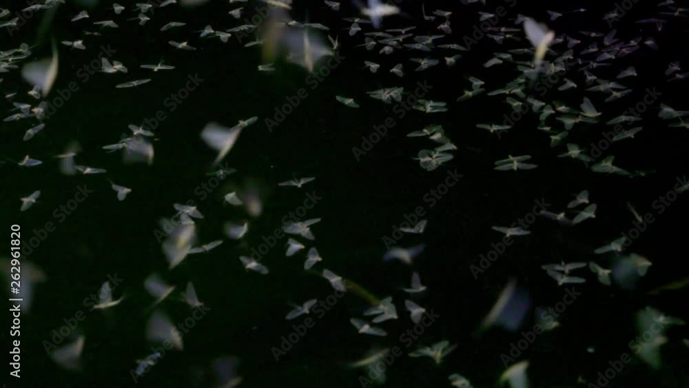Mayflies swarming and mating surface of the water, slowmotion Mayflies swarming and mating surface of the water, slowmotion