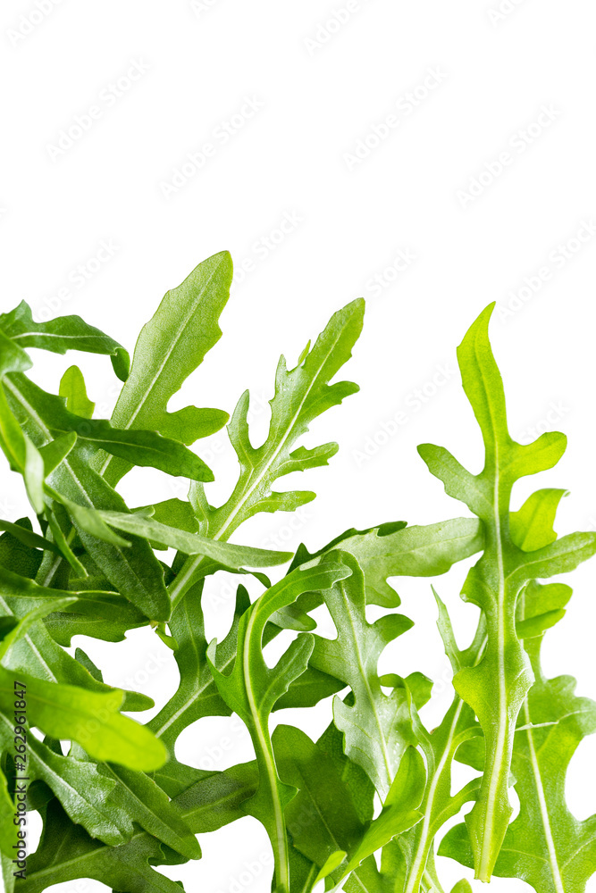 Fototapeta premium Arugula leaves isolated on white background.