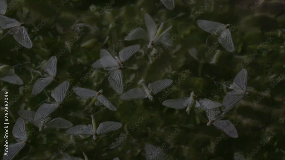 Mayflies swarming and mating surface of the water, close-up Mayflies swarming and mating surface of the water, close-up