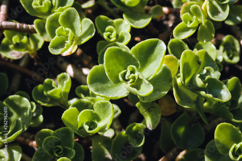 Sedum spurium flowering plant in the orpine family, Crassulaceae commonly known as Caucasian stonecrop or two-row stonecrop