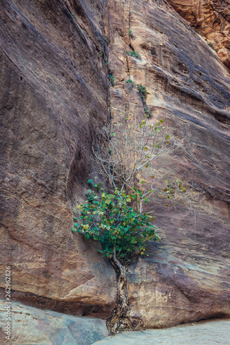 Tree on a rock in so called Siq passage in ancient Petra city in Jordan photo