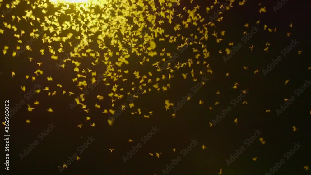Mayflies swarming toward the light Mayflies swarming toward the light