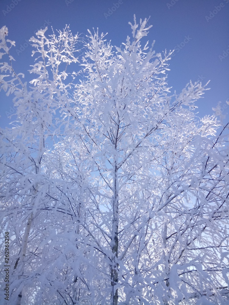 white frost white frost