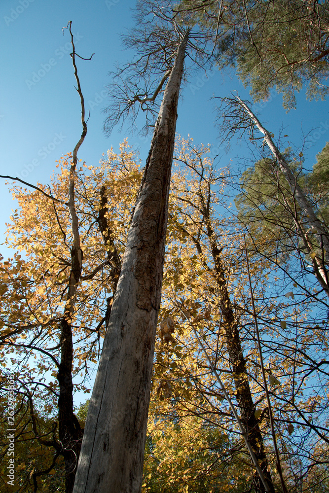 Fototapeta premium autumn