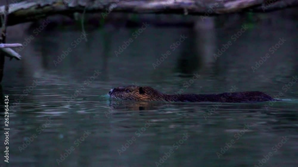 Coypu, River Rat, Nutria on the Danube in the afternoon Coypu, River Rat, Nutria on the Danube in the afternoon
