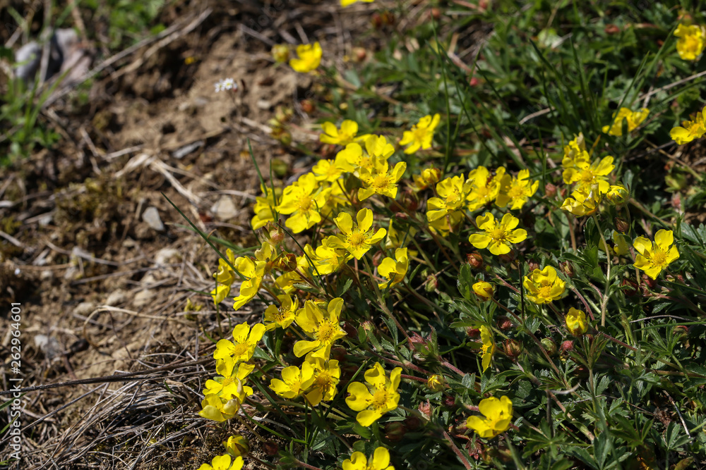 Small yellow flowers bloom in the spring