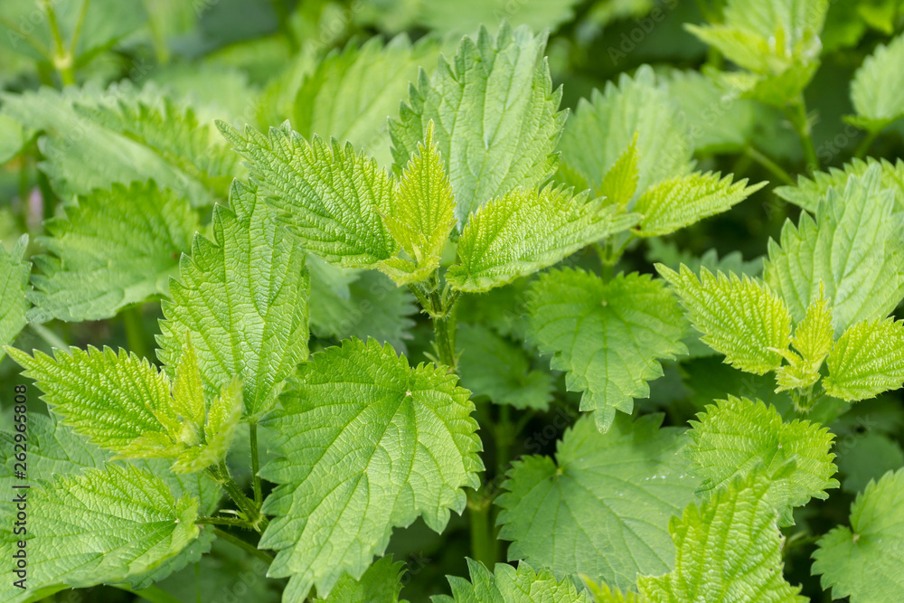 green leaves of young nettle green leaves of young nettle