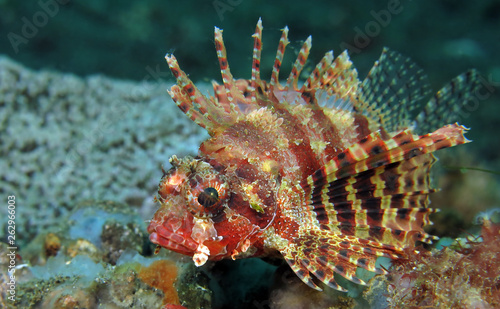 Underwater world - Lionfish in Lembeh strait. Indonesia.