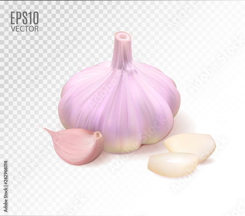 Isolated garlic. Raw garlic with segments isolated on transpaernt background. Quality realistic vector, 3d