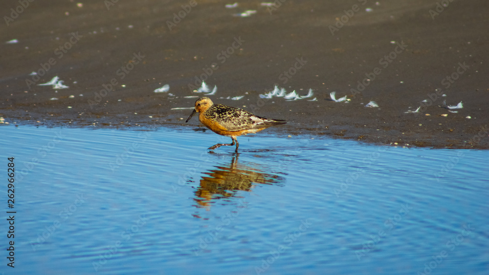 Shorebird Red Knot or Calidris canutus at sea shoreline close-up portrait, selective focus, shallow DOF Shorebird Red Knot or Calidris canutus at sea shoreline close-up portrait, selective focus, shallow DOF