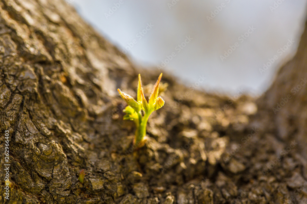 Fototapeta premium Spring sprouts, yellow-green，Tree bud