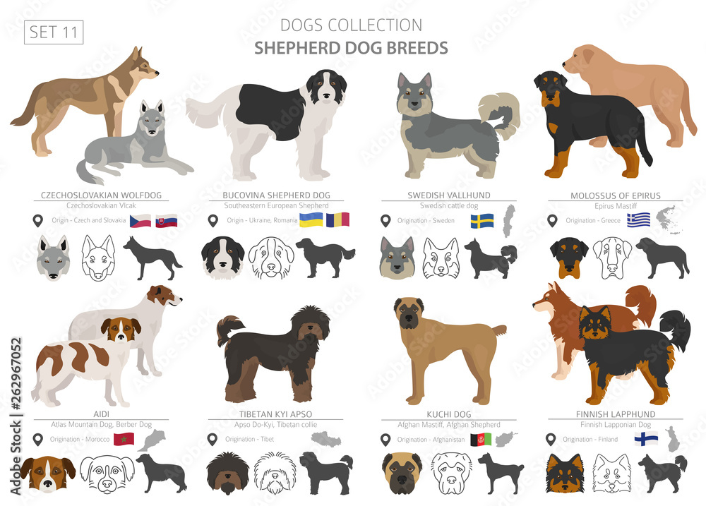 Shepherd and herding dogs collection isolated on white. Flat style. Different color and country of origin