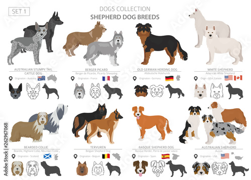 Shepherd and herding dogs collection isolated on white. Flat style. Different color and country of origin