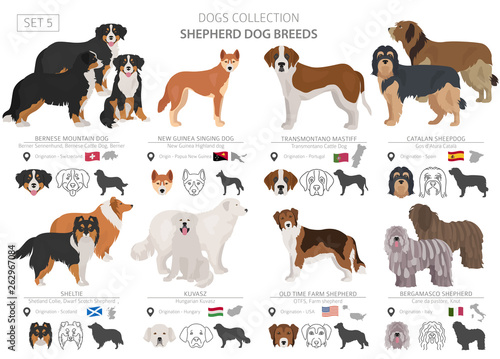 Shepherd and herding dogs collection isolated on white. Flat style. Different color and country of origin