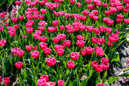 field of blooming tulips.