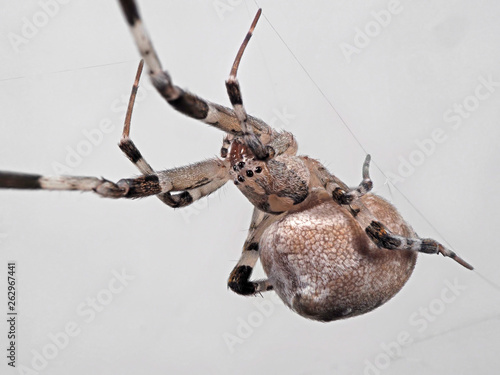 Macro Photo of Spider on The Web Isolated on Gray Background