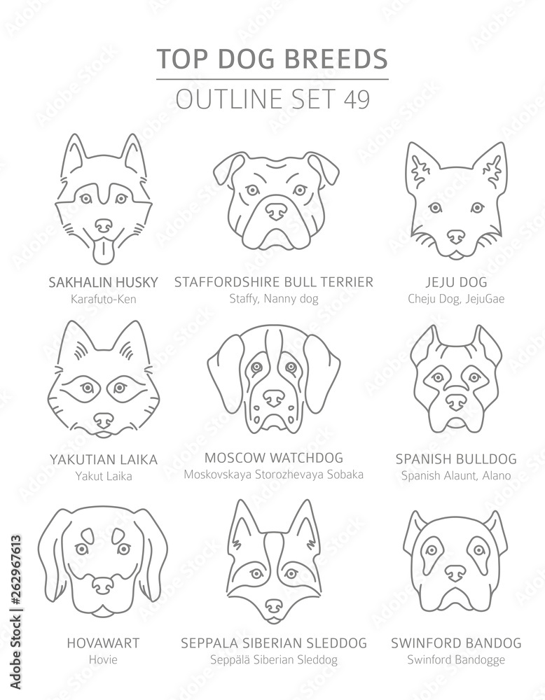 Top dog breeds. Hunting, shepherd and companion dogs set. Pet outline collection