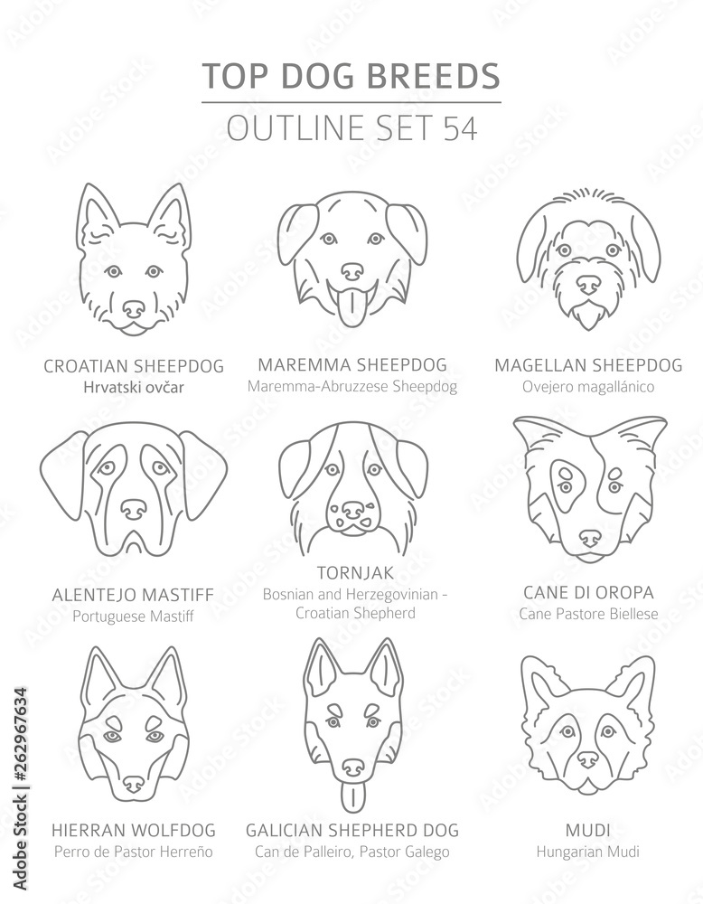 Top dog breeds. Hunting, shepherd and companion dogs set. Pet outline collection