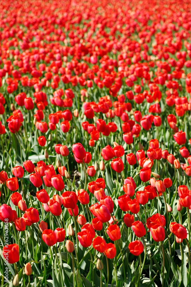 field of blooming tulips.