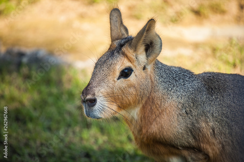 Obraz na płótnie patagonian mara