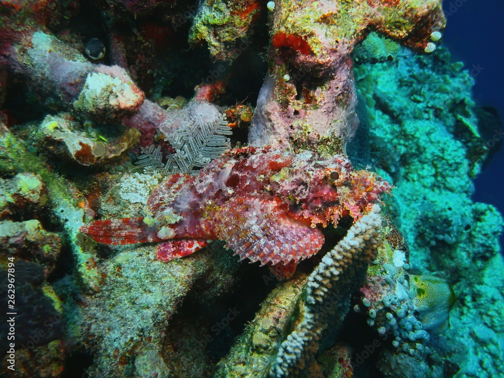 The amazing and mysterious underwater world of Indonesia, North Sulawesi, Bunaken Island, scorpionfish The amazing and mysterious underwater world of Indonesia, North Sulawesi, Bunaken Island, scorpionfish