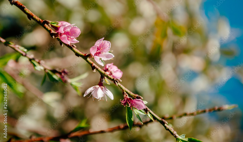 Fresh cherry blossom on its branch in spring season Fresh cherry blossom on its branch in spring season