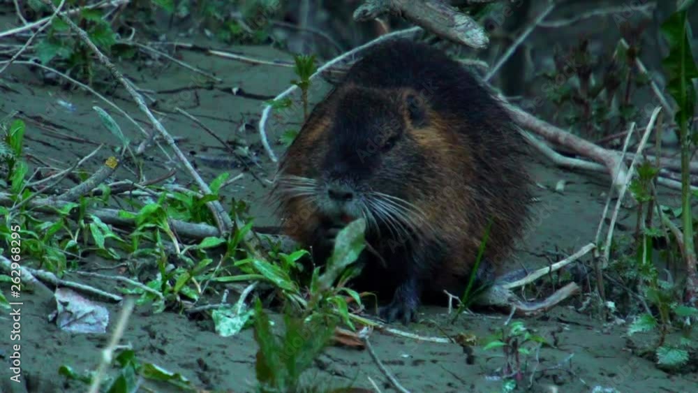 Coypu, River Rat, Nutria in the gallery forest in the afternoon Coypu, River Rat, Nutria in the gallery forest in the afternoon