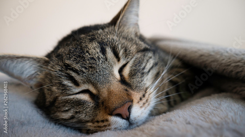 Closeup Portrait of a sleeping cat