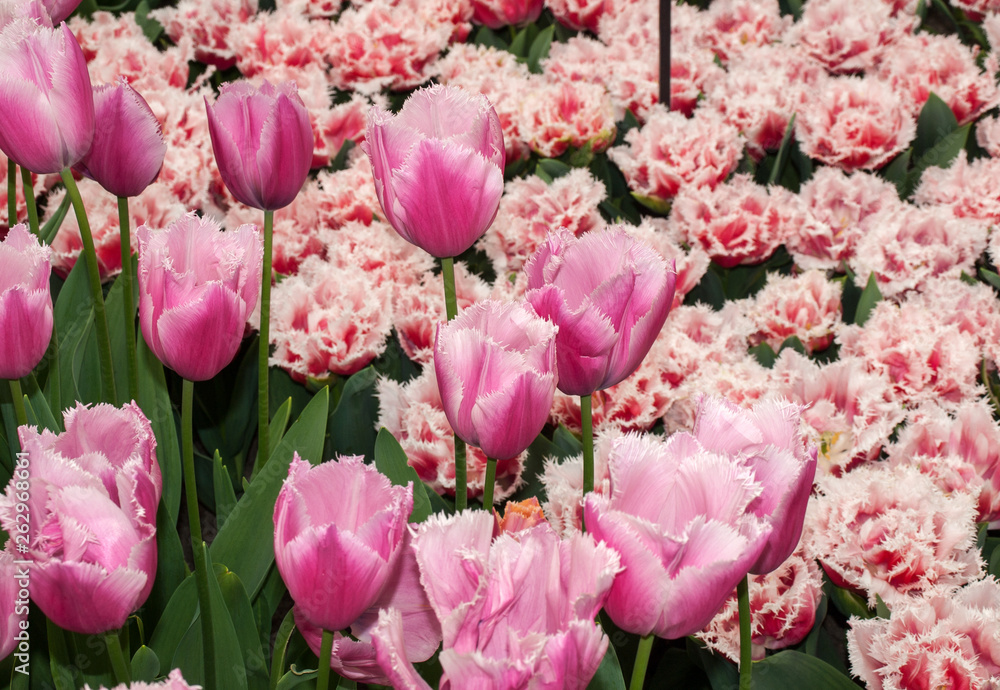 Tulips called the pink louvre blooming in the Keukenhof garden in Lisse, Holland, Netherlands. Tulips called the pink louvre blooming in the Keukenhof garden in Lisse, Holland, Netherlands.