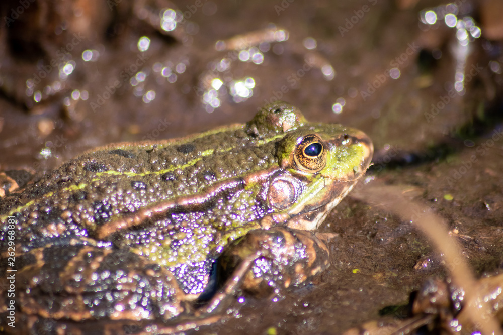 Braun-grüner Frosch sonnt sich im Morgenlicht vor der Insektenjagd