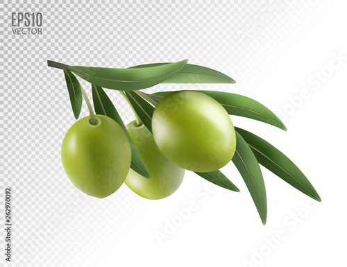 Green olive branch isolated on transparent background as package design composition. Photo-realistic vector, 3d
