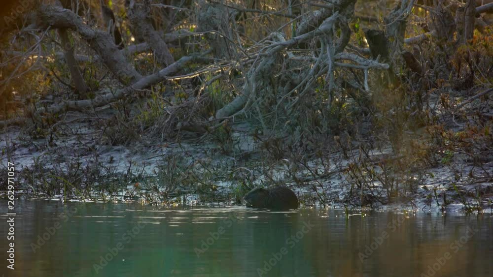 Coypu, River Rat, Nutria on the Danube in the afternoon Coypu, River Rat, Nutria on the Danube in the afternoon