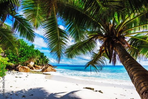 Palm trees on paradise beach at anse patates, la digue, seychelles 1 photo