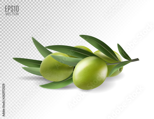 Green olive branch isolated on transparent background as package design composition. Photo-realistic vector, 3d