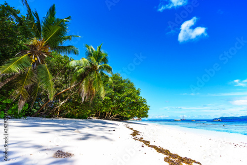 Fototapeta Naklejka Na Ścianę i Meble -  Palm trees, white sand and turquoise water at the beach of anse severe, la digue, seychelles 12