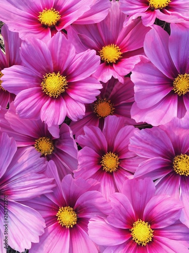 Beautiful fresh blooming pink cosmos flowers texture for background